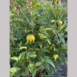 Clematis Little Lemons PP32355, Clematis 'Zo14100' PPAF