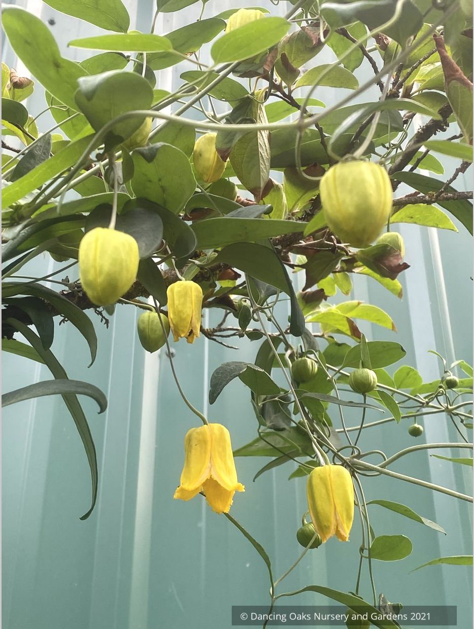 Vines ~  Clematis otophera ~ Dancing Oaks Nursery and Gardens ~ Retail Nursery ~ Mail Order Nursery