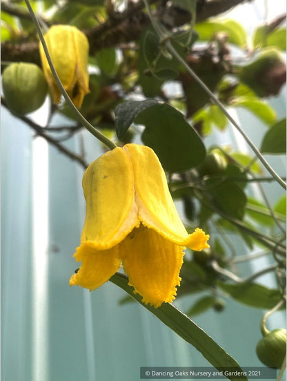 Vines ~ Clematis otophera ~ Dancing Oaks Nursery and Gardens ~ Retail Nursery ~ Mail Order Nursery