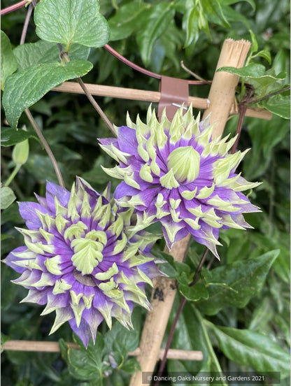 Clematis 'Taiga', Large-Flowered Clematis