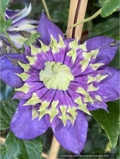 Clematis 'Taiga', Large-Flowered Clematis