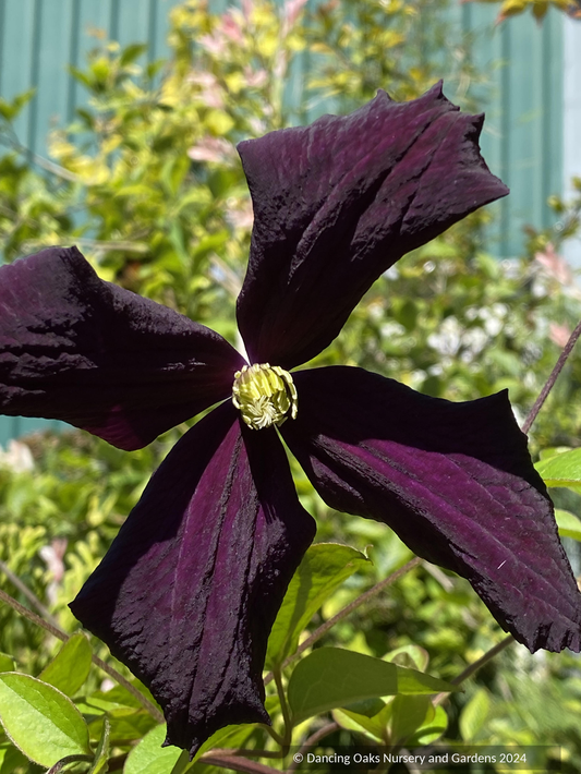 Vines ~ Clematis 'Romantika' ~ Dancing Oaks Nursery and Gardens ~ Retail Nursery ~ Mail Order Nursery