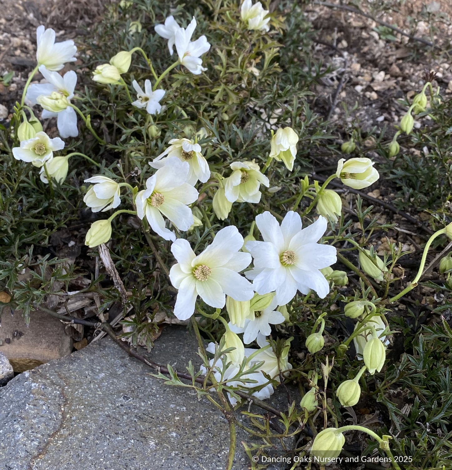 Clematis x cartmanii 'Sweet Hart', White Evergreen Clematis
