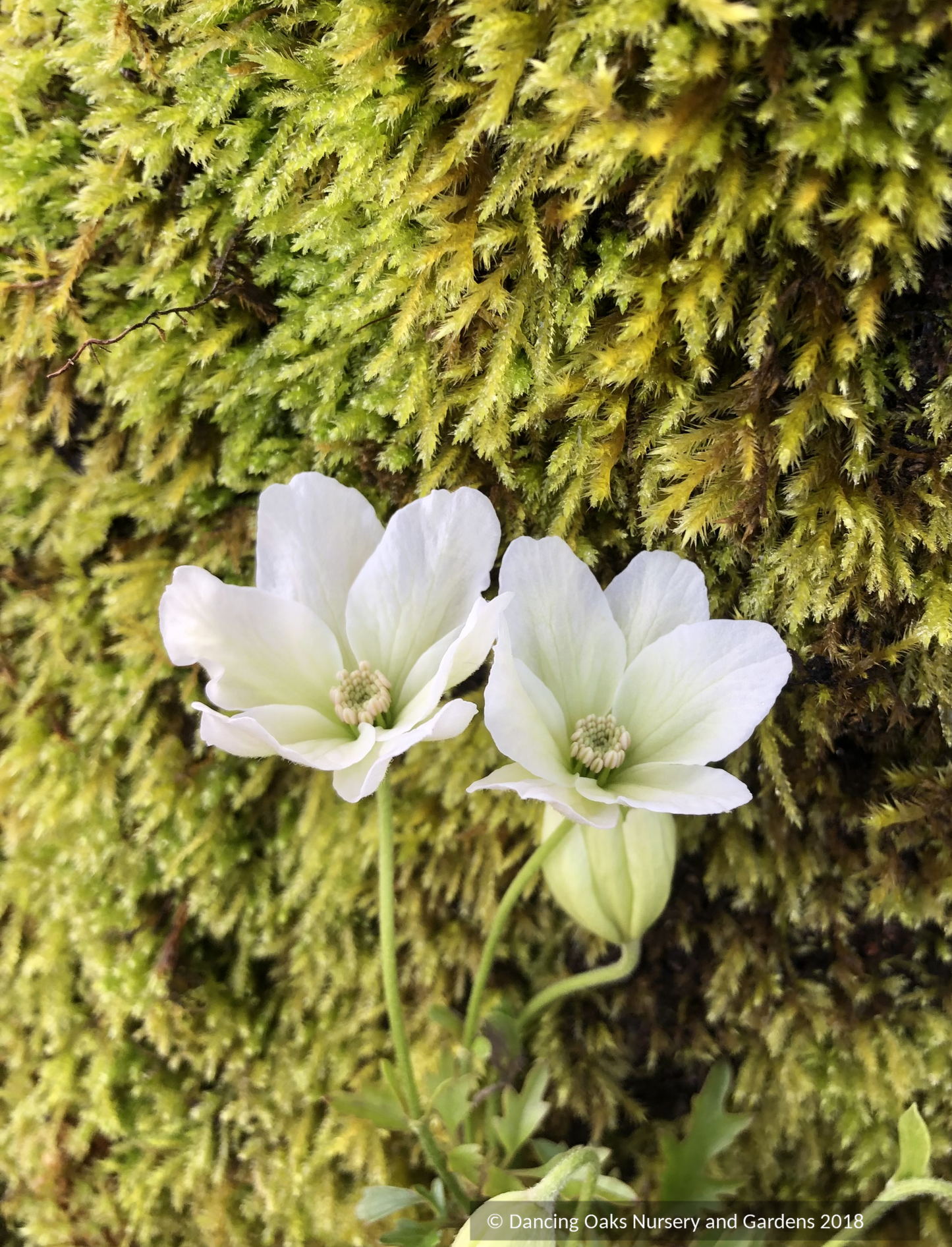 Clematis x cartmanii 'Sweet Hart', White Evergreen Clematis
