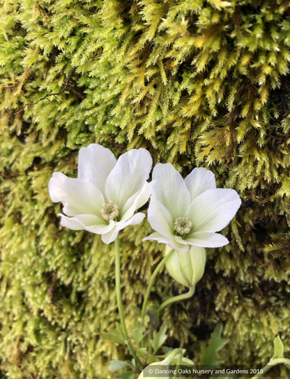 Clematis x cartmanii 'Sweet Hart', White Evergreen Clematis
