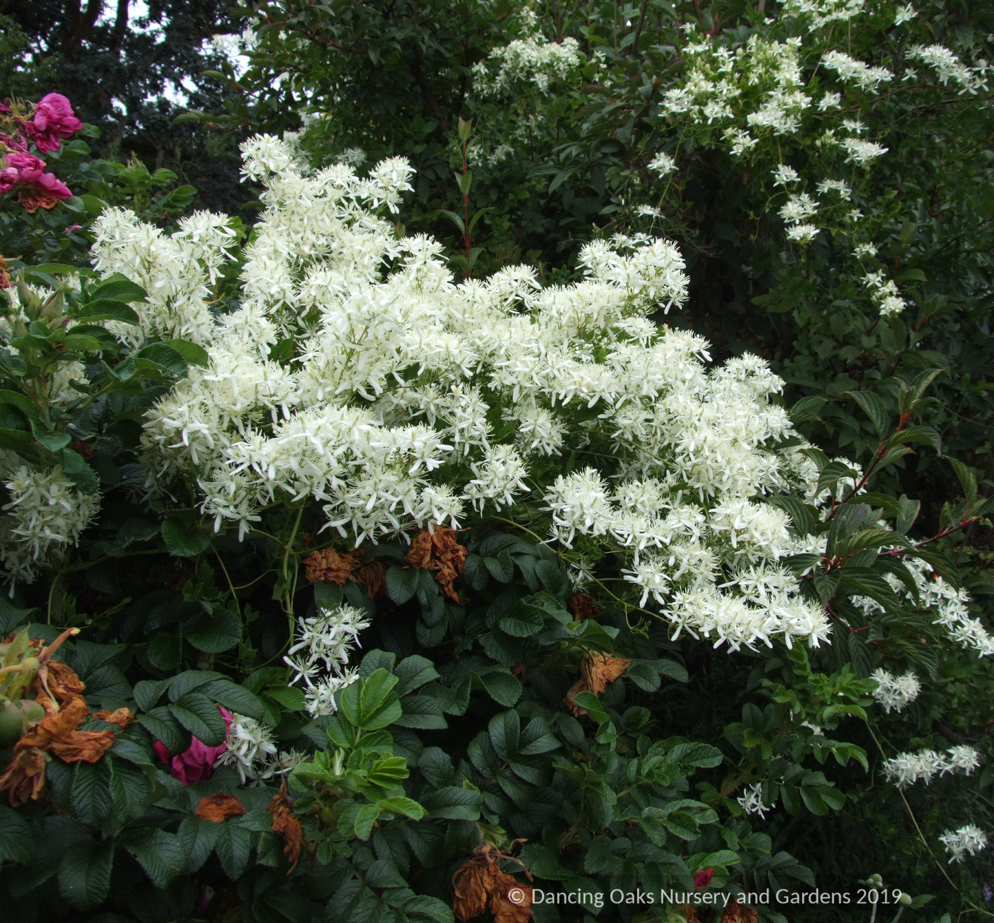 Vines ~ Clematis flammula, Fragrant Virgin's Bower ~ Dancing Oaks Nursery and Gardens ~ Retail Nursery ~ Mail Order Nursery