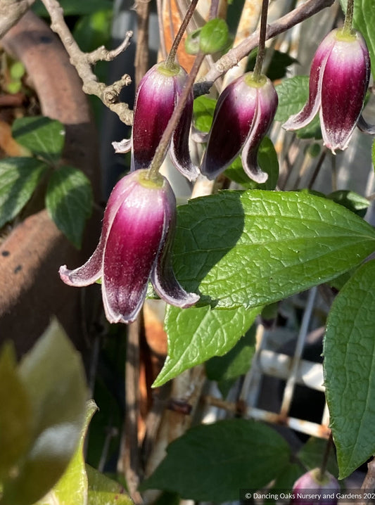 Vines ~ Clematis japonica, Japanese Clematis - Dancing Oaks Nursery and Gardens ~ Dancing Oaks Nursery and Gardens ~ Retail Nursery ~ Mail Order Nursery