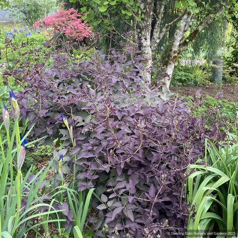 Perennials ~ Clematis recta 'Midnight Masquerade', Shrub Clematis ~ Dancing Oaks Nursery and Gardens ~ Retail Nursery ~ Mail Order Nursery