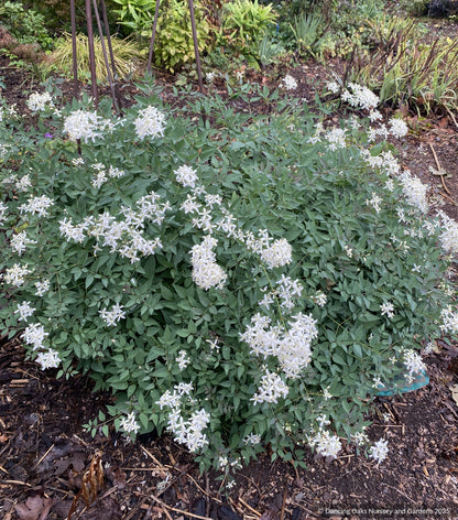 Perennials ~ Clematis recta 'Purpurea', Shrub Clematis ~ Dancing Oaks Nursery and Gardens ~ Retail Nursery ~ Mail Order Nursery