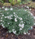 Perennials ~ Clematis recta 'Purpurea', Shrub Clematis ~ Dancing Oaks Nursery and Gardens ~ Retail Nursery ~ Mail Order Nursery