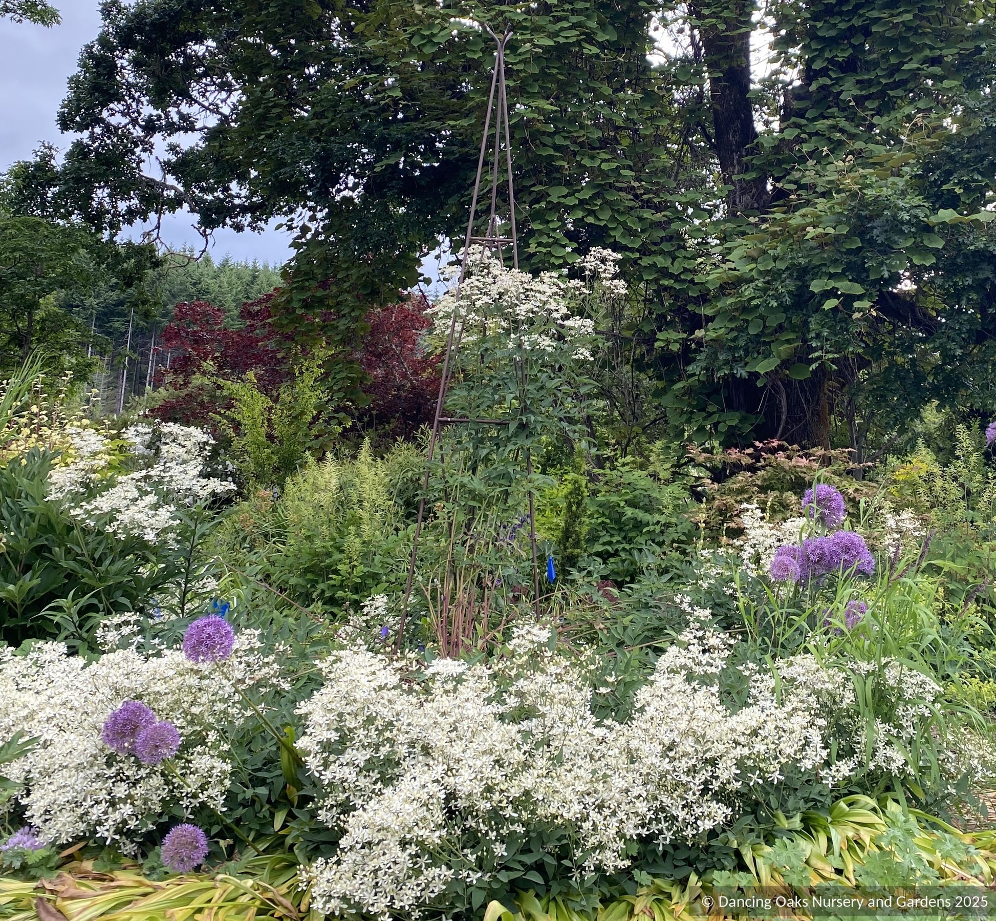 Perennials ~ Clematis recta 'Purpurea', Shrub Clematis ~ Dancing Oaks Nursery and Gardens ~ Retail Nursery ~ Mail Order Nursery