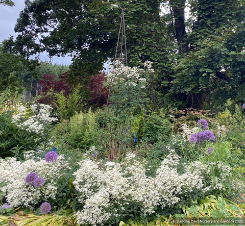 Perennials ~ Clematis recta 'Purpurea', Shrub Clematis ~ Dancing Oaks Nursery and Gardens ~ Retail Nursery ~ Mail Order Nursery