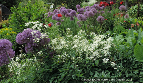 Perennials ~ Clematis recta 'Purpurea', Shrub Clematis ~ Dancing Oaks Nursery and Gardens ~ Retail Nursery ~ Mail Order Nursery