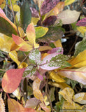 Shrubs ~ Clethra barbinervis 'Takeda Nishiki ~ Dancing Oaks Nursery and Gardens ~ Retail Nursery ~ Mail Order Nursery