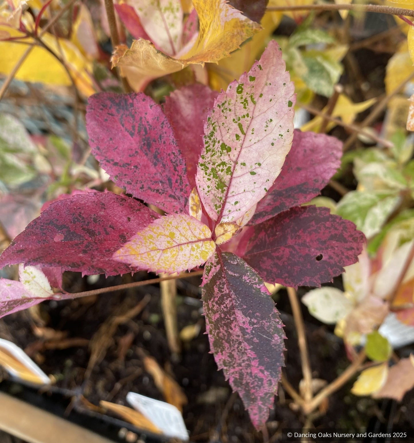 Shrubs ~ Clethra barbinervis 'Takeda Nishiki ~ Dancing Oaks Nursery and Gardens ~ Retail Nursery ~ Mail Order Nursery