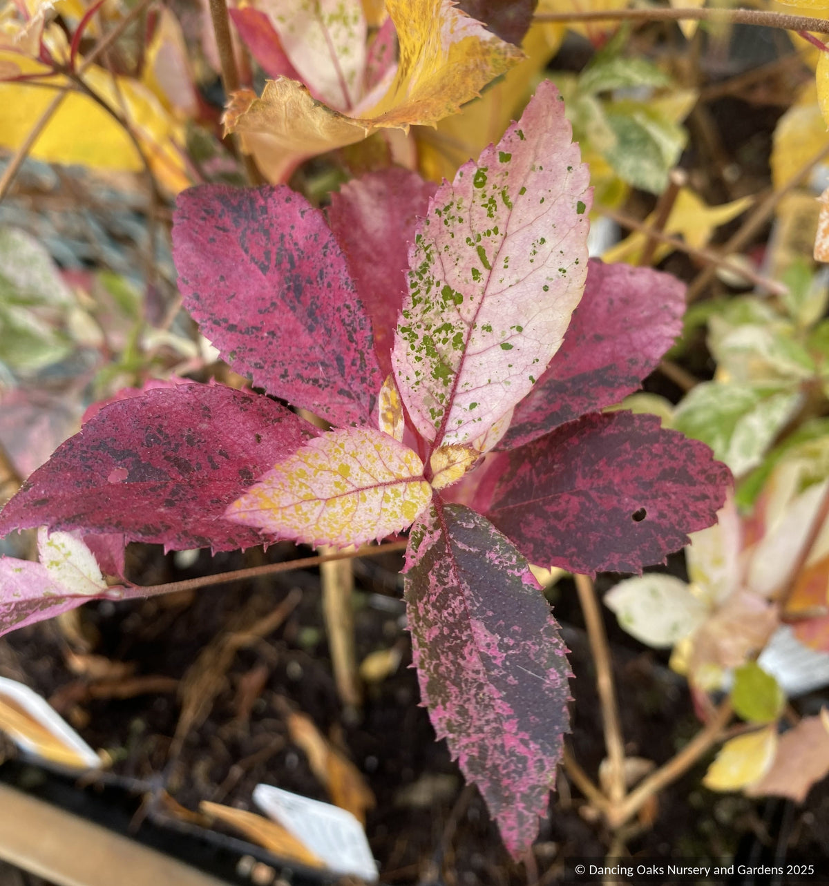 Shrubs ~ Clethra barbinervis 'Takeda Nishiki ~ Dancing Oaks Nursery and Gardens ~ Retail Nursery ~ Mail Order Nursery