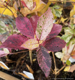 Shrubs ~ Clethra barbinervis 'Takeda Nishiki ~ Dancing Oaks Nursery and Gardens ~ Retail Nursery ~ Mail Order Nursery