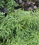 Shrubs ~ Comptonia peregrina, Sweet Fern ~ Dancing Oaks Nursery and Gardens ~ Retail Nursery ~ Mail Order Nursery