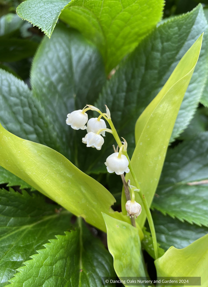 Perennials ~ Convallaria majalis 'Fernwood's Golden Slippers', Lily of the Valley ~ Dancing Oaks Nursery and Gardens ~ Retail Nursery ~ Mail Order Nursery