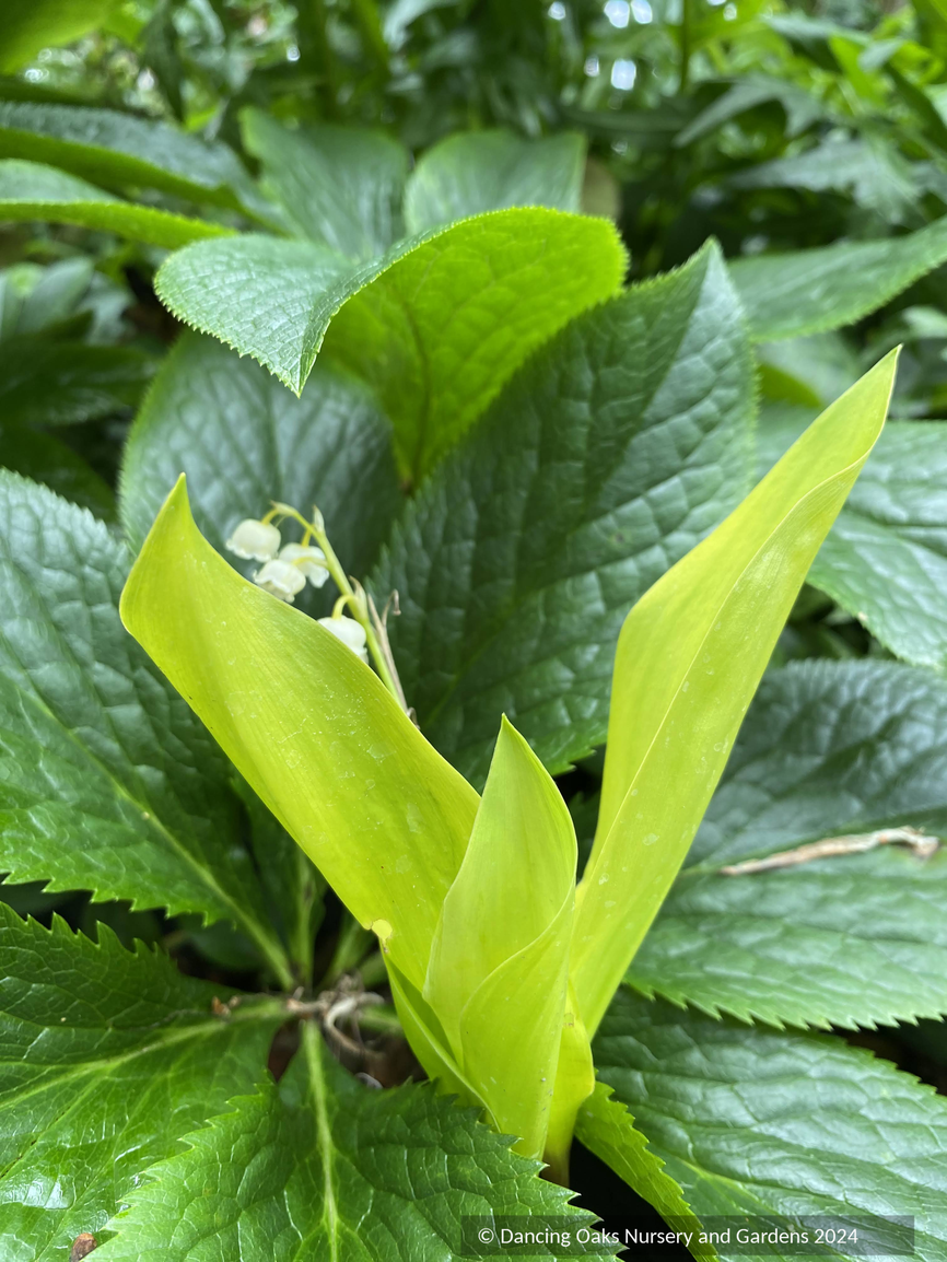 Perennials ~ Convallaria majalis 'Fernwood's Golden Slippers', Lily of the Valley ~ Dancing Oaks Nursery and Gardens ~ Retail Nursery ~ Mail Order Nursery