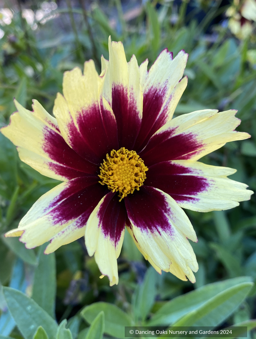 Perennials ~ Coreopsis hybrida 'Super Star™'PP30805, Tickseed ~ Dancing Oaks Nursery and Gardens ~ Retail Nursery ~ Mail Order Nursery