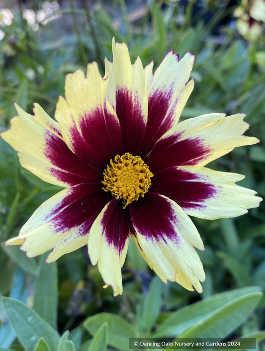 Perennials ~ Coreopsis hybrida 'Super Star™'PP30805, Tickseed ~ Dancing Oaks Nursery and Gardens ~ Retail Nursery ~ Mail Order Nursery