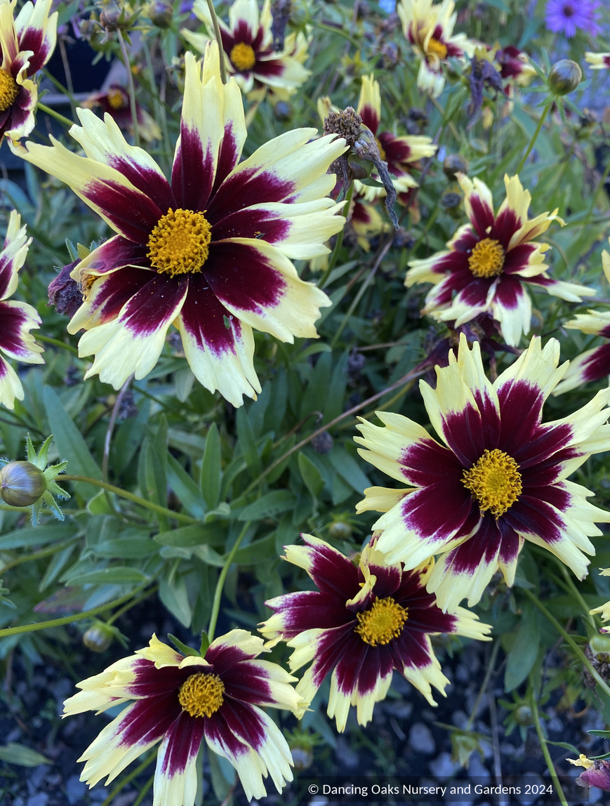 Perennials ~ Coreopsis hybrida 'Super Star™'PP30805, Tickseed ~ Dancing Oaks Nursery and Gardens ~ Retail Nursery ~ Mail Order Nursery