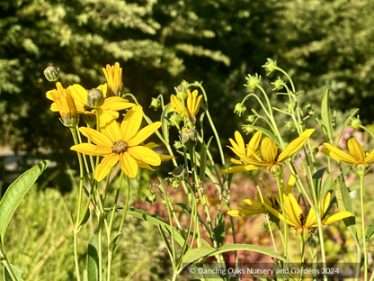 Perennials ~ Coreopsis tripteris, Tall coreopsis ~ Dancing Oaks Nursery and Gardens ~ Retail Nursery ~ Mail Order Nursery
