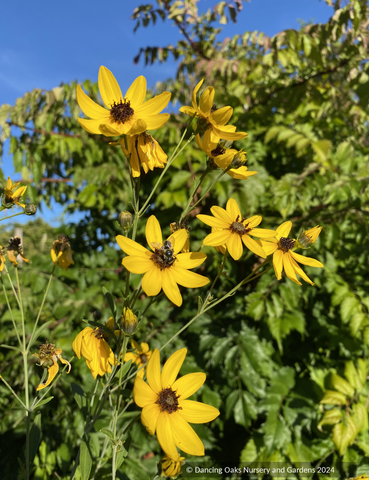 Perennials ~ Coreopsis tripteris, Tall coreopsis ~ Dancing Oaks Nursery and Gardens ~ Retail Nursery ~ Mail Order Nursery