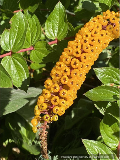 Coriaria terminalis v. xanthocarpa, Coriaria