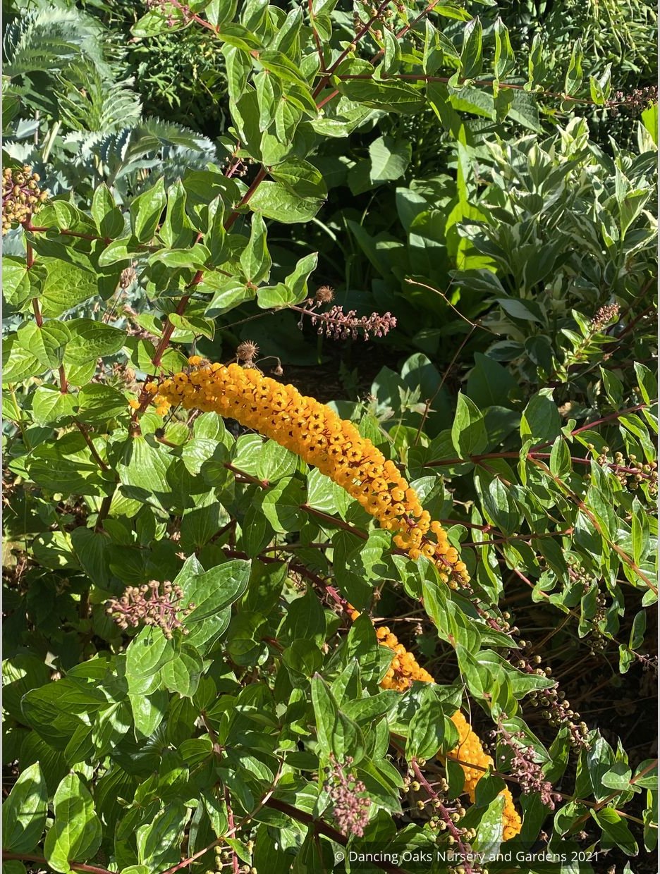 Coriaria terminalis v. xanthocarpa, Coriaria