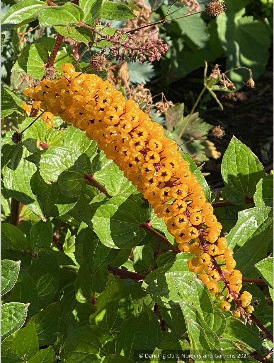 Coriaria terminalis v. xanthocarpa, Coriaria