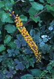 Perennials ~ Coriaria terminalis v. xanthocarpa (seedlings), Coriaria ~ Dancing Oaks Nursery and Gardens ~ Retail Nursery ~ Mail Order Nursery