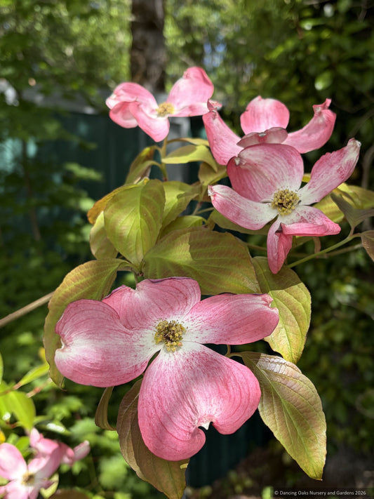 Trees ~ Cornus 'Florida Cherokee Brave', Dogwood ~ Dancing Oaks Nursery and Gardens ~ Retail Nursery ~ Mail Order Nursery