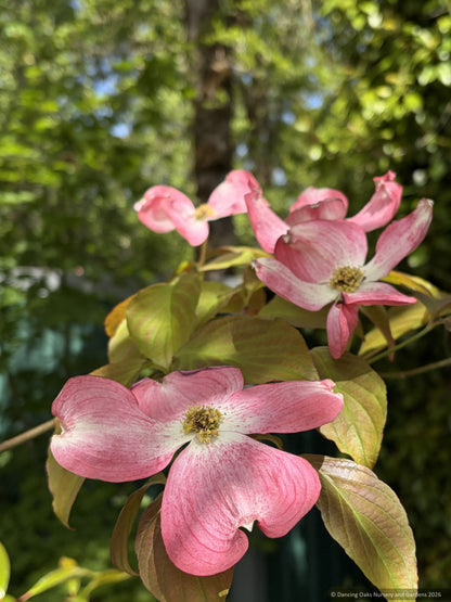 Trees ~ Cornus 'Florida Cherokee Brave', Dogwood ~ Dancing Oaks Nursery and Gardens ~ Retail Nursery ~ Mail Order Nursery