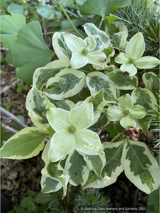 Cornus kousa 'Akatsuki', Dwarf Kousa Dogwood, No shipping FL