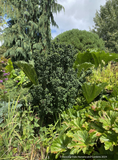 Cornus sanguinea 'Compressa', Siberian Dogwood