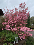 Trees ~ Cornus florida 'Cherokee Sunset', Variegated Dogwood ~ Dancing Oaks Nursery and Gardens ~ Retail Nursery ~ Mail Order Nursery