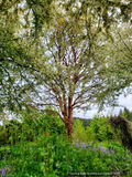 Acer griseum, Paperbark Maple