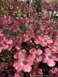 Trees ~ Cornus florida 'Cherokee Sunset', Variegated Dogwood ~ Dancing Oaks Nursery and Gardens ~ Retail Nursery ~ Mail Order Nursery