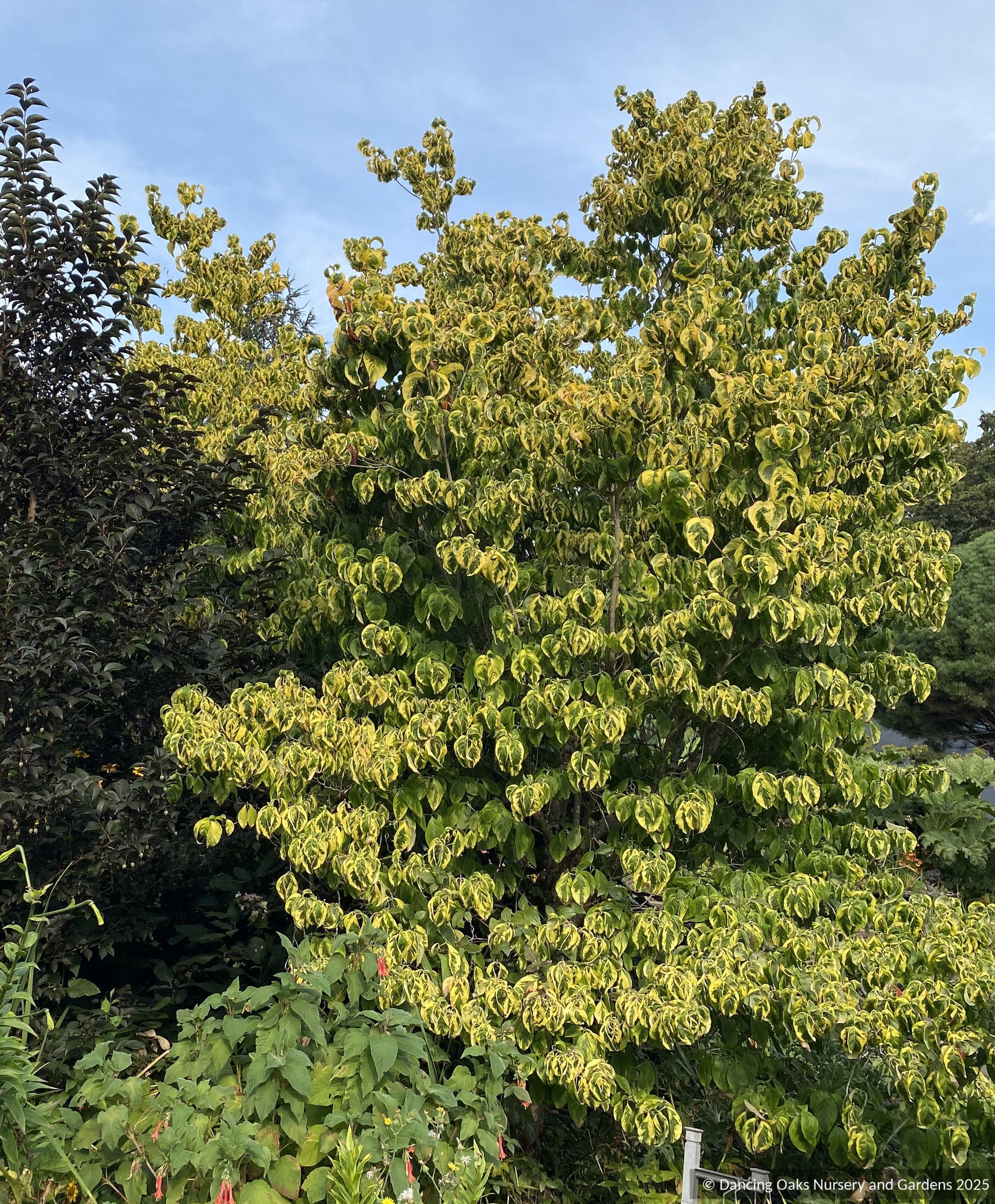 Trees ~ Cornus florida 'Cherokee Sunset', Variegated Dogwood ~ Dancing Oaks Nursery and Gardens ~ Retail Nursery ~ Mail Order Nursery