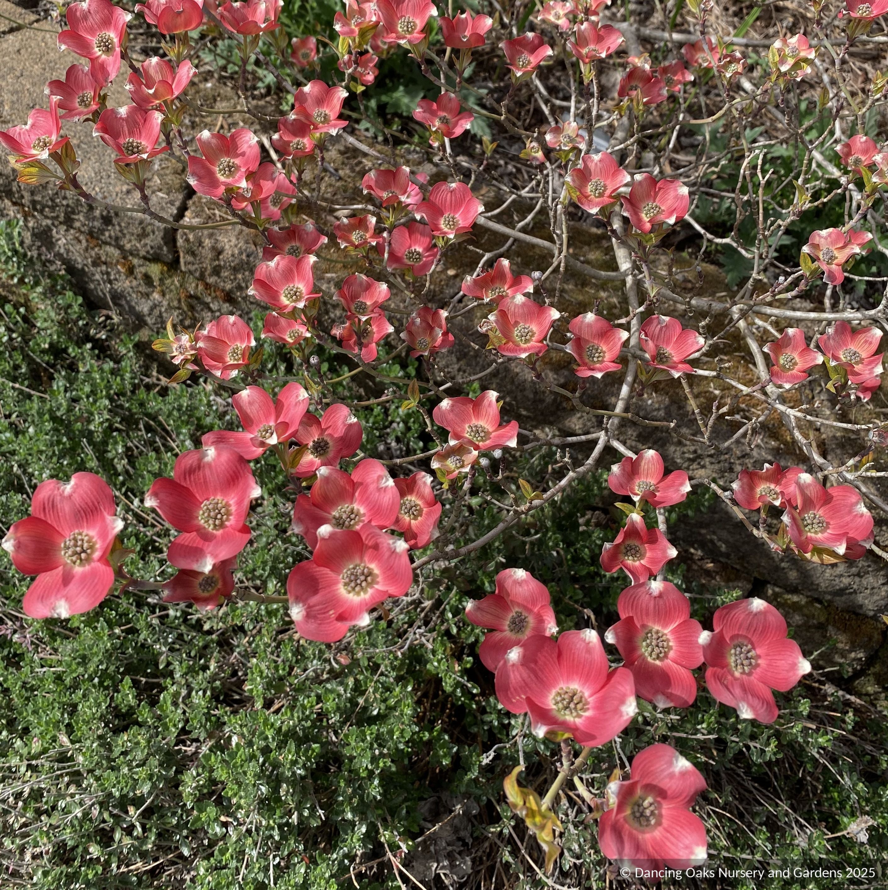 Cornus florida 'Cherokee Sunset', Variegated Dogwood, No shipping