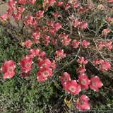 Trees ~ Cornus florida 'Cherokee Sunset', Variegated Dogwood ~ Dancing Oaks Nursery and Gardens ~ Retail Nursery ~ Mail Order Nursery