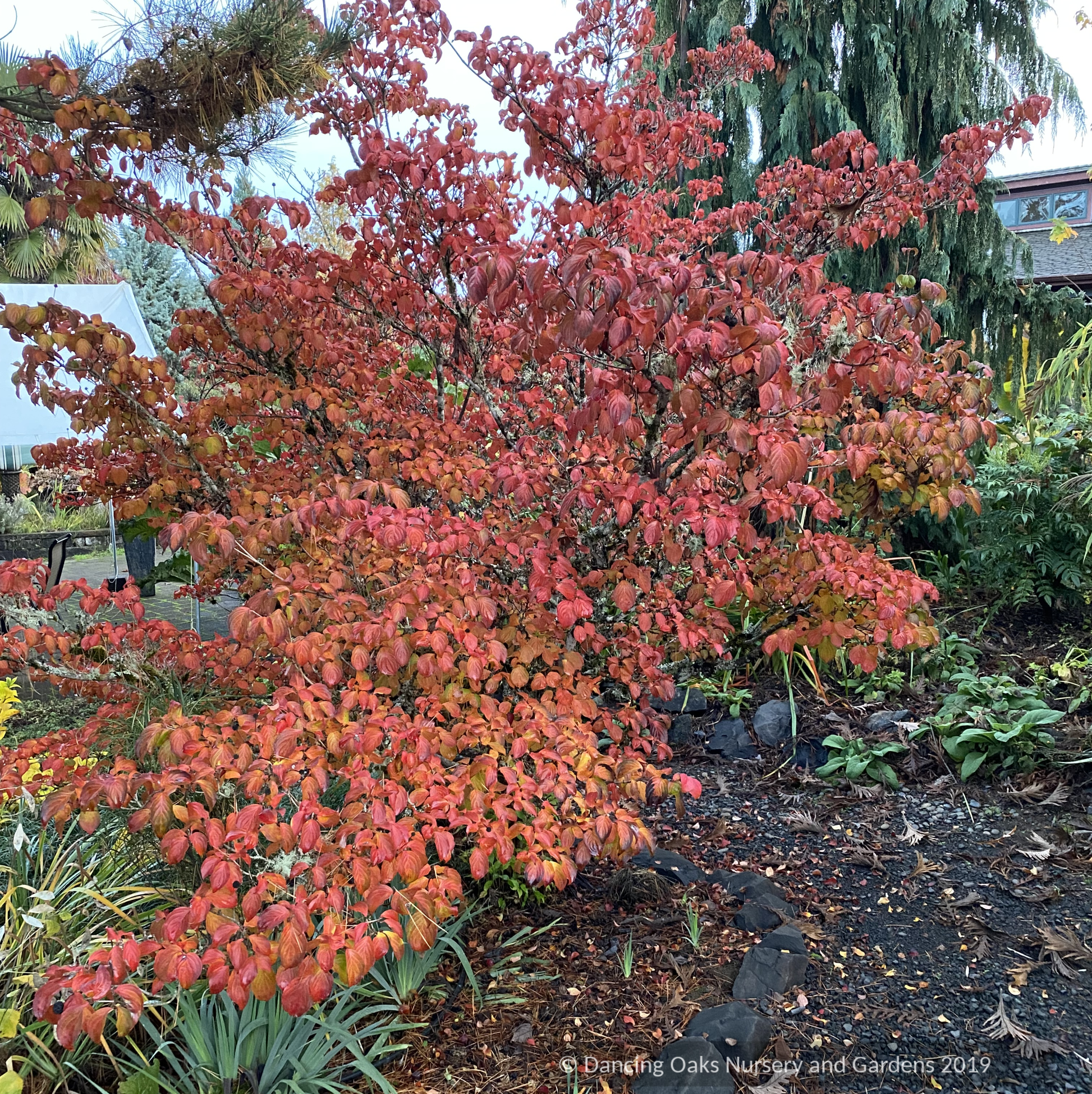 Trees ~ Cornus kousa 'Heart Throb', Pink Kousa Dogwood ~ Dancing Oaks Nursery and Gardens ~ Retail Nursery ~ Mail Order Nursery