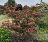 Trees ~ Cornus kousa Scarlet Fire® 'Rutpink', Scarlet Fire Dogwood ~ Dancing Oaks Nursery and Gardens ~ Retail Nursery ~ Mail Order Nurse