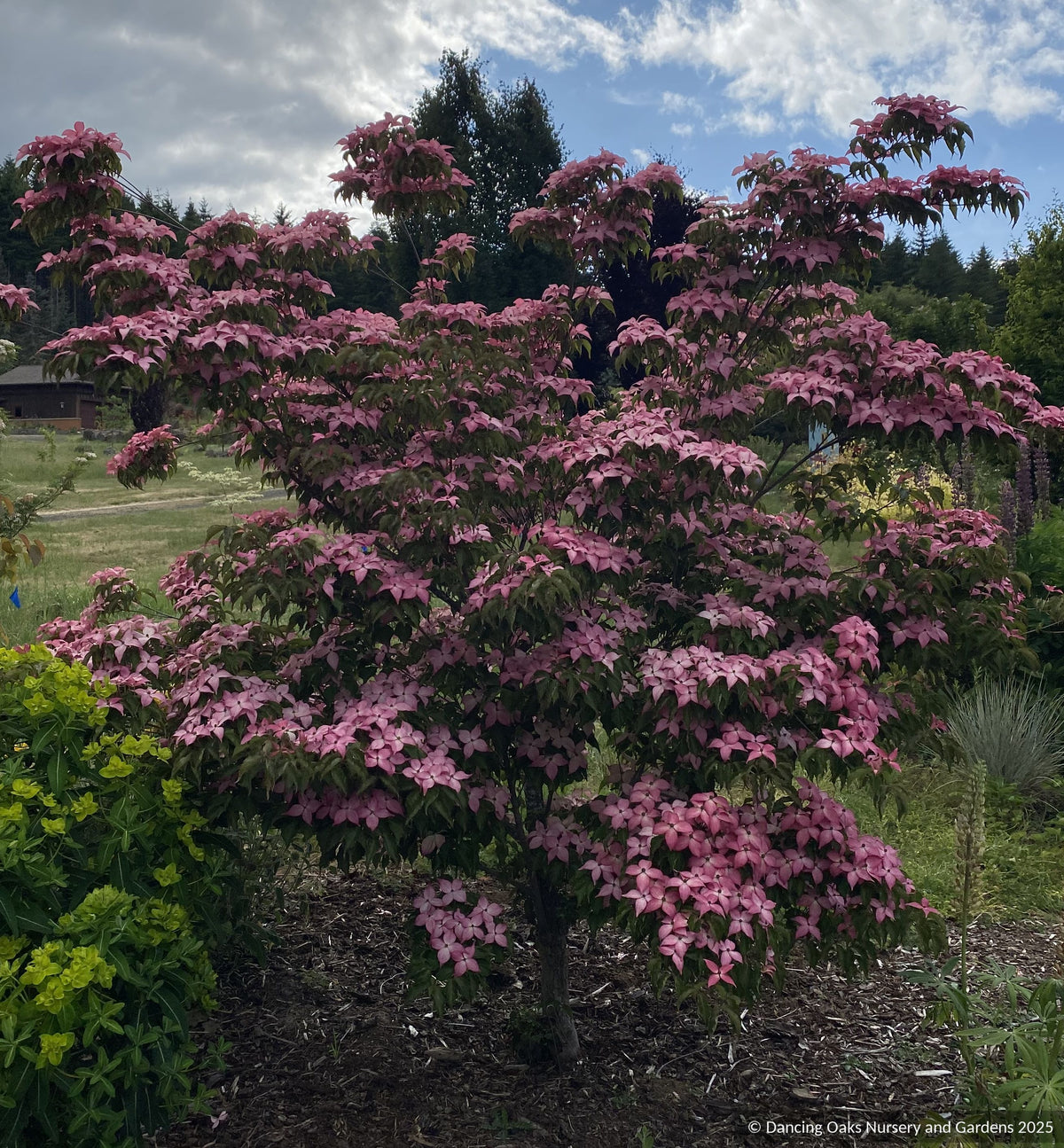 Trees ~ Cornus kousa Scarlet Fire® 'Rutpink', Scarlet Fire Dogwood ~ Dancing Oaks Nursery and Gardens ~ Retail Nursery ~ Mail Order Nurse