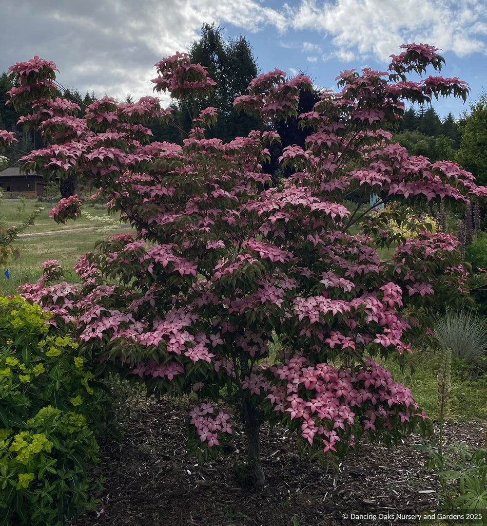 Cornus kousa Scarlet Fire® 'Rutpink', Scarlet Fire Dogwood – Dancing ...