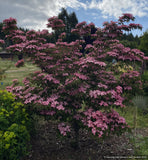 Trees ~ Cornus kousa Scarlet Fire® 'Rutpink', Scarlet Fire Dogwood ~ Dancing Oaks Nursery and Gardens ~ Retail Nursery ~ Mail Order Nurse