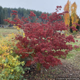 Trees ~ Cornus kousa Scarlet Fire® 'Rutpink', Scarlet Fire Dogwood ~ Dancing Oaks Nursery and Gardens ~ Retail Nursery ~ Mail Order Nurse
