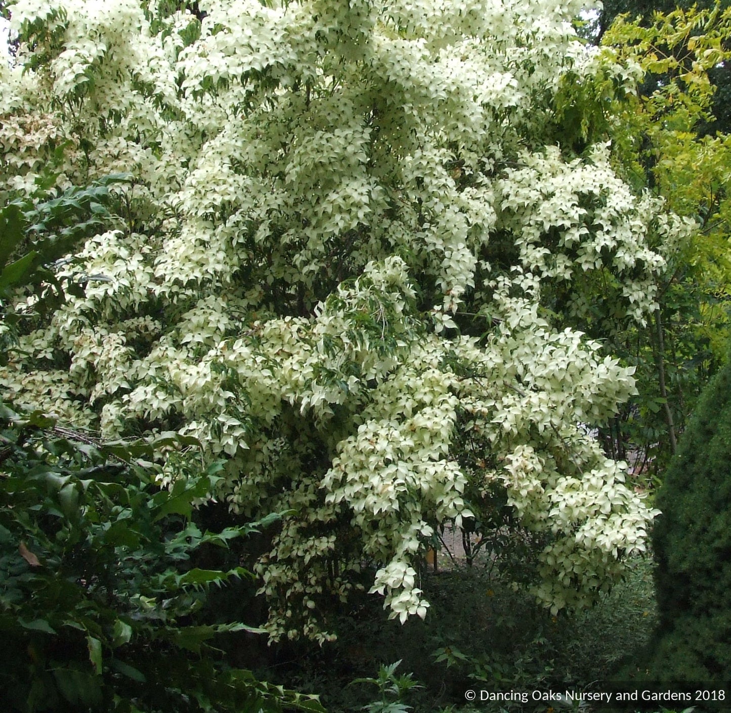 Trees ~ Cornus kousa 'Snowy Peak', Snowy Peak Dogwood, No shipping FL ~ Dancing Oaks Nursery and Gardens ~ Retail Nursery ~ Mail Order Nursery